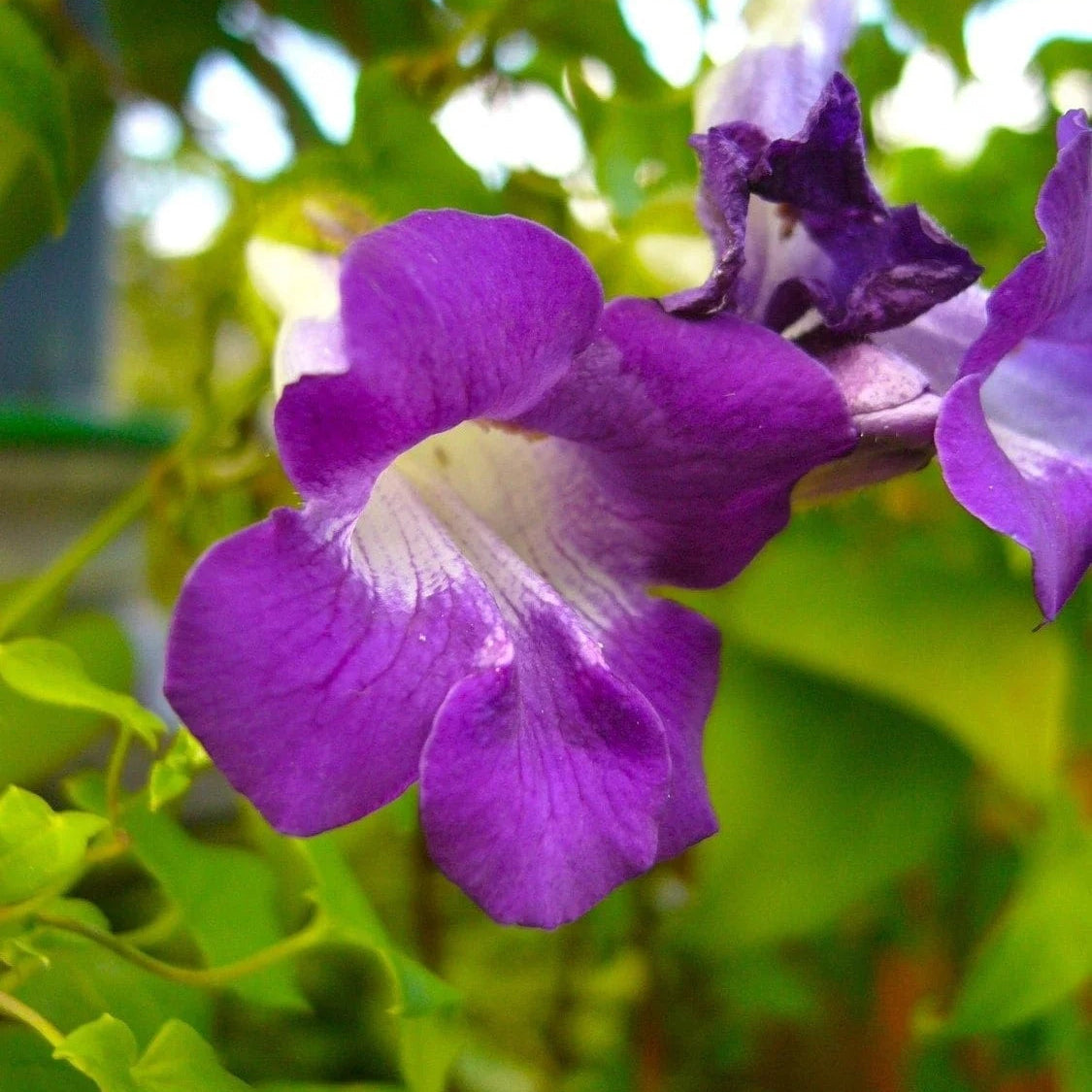 Climbing Snapdragon  Seeds - Heirloom Flower Garden Seeds for Growing