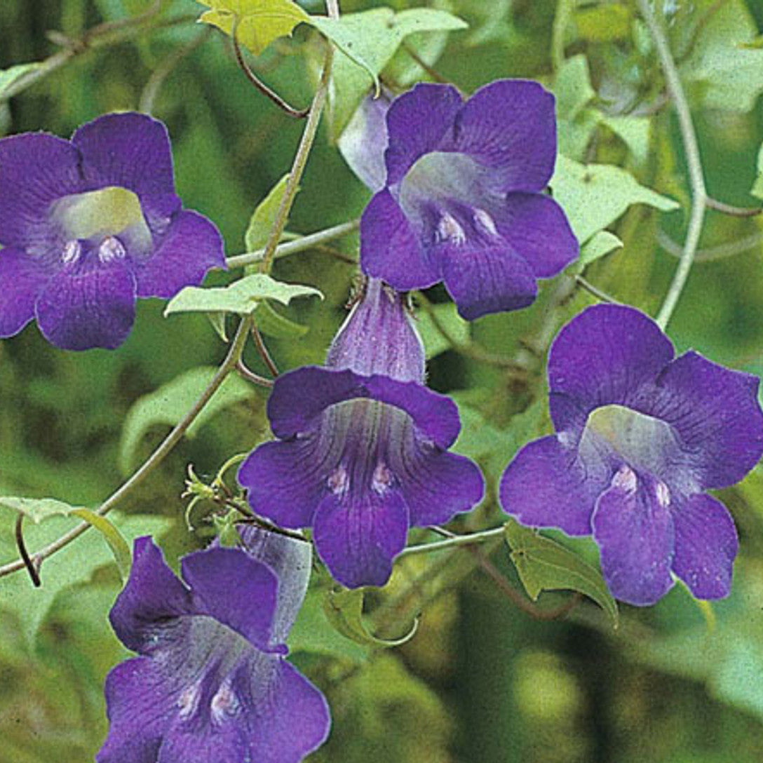 Climbing Snapdragon  Seeds - Heirloom Flower Garden Seeds for Growing