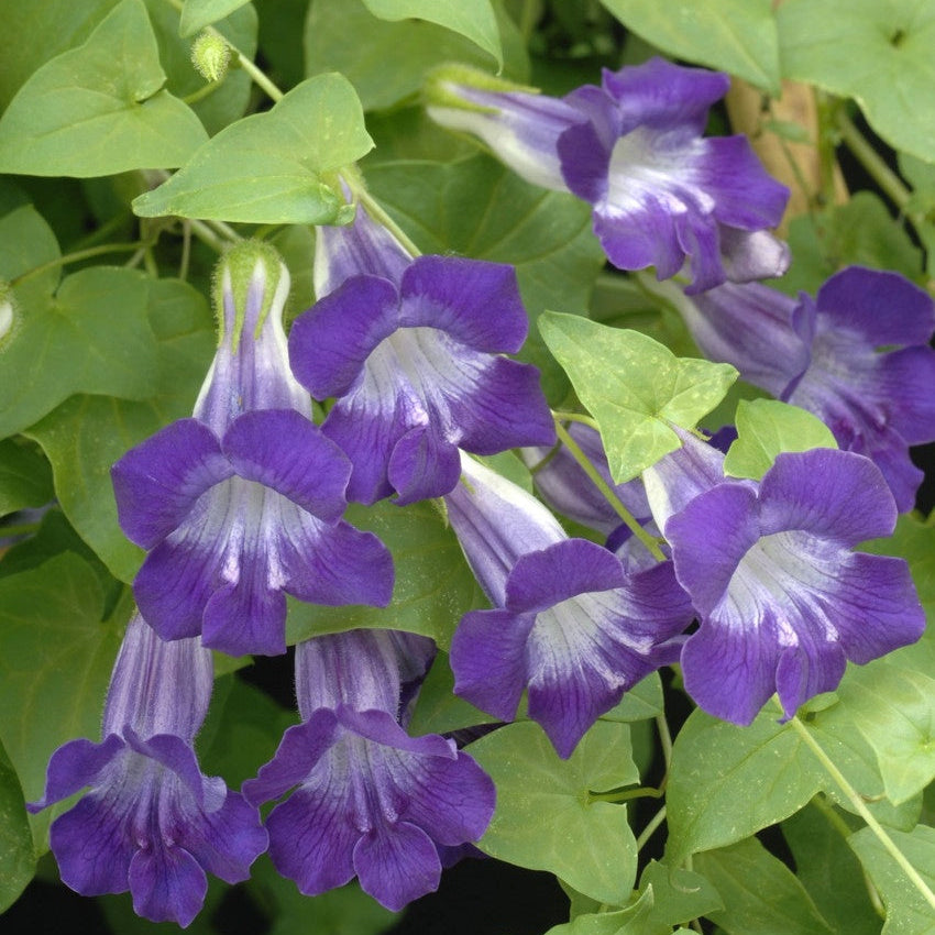 Climbing Snapdragon  Seeds - Heirloom Flower Garden Seeds for Growing