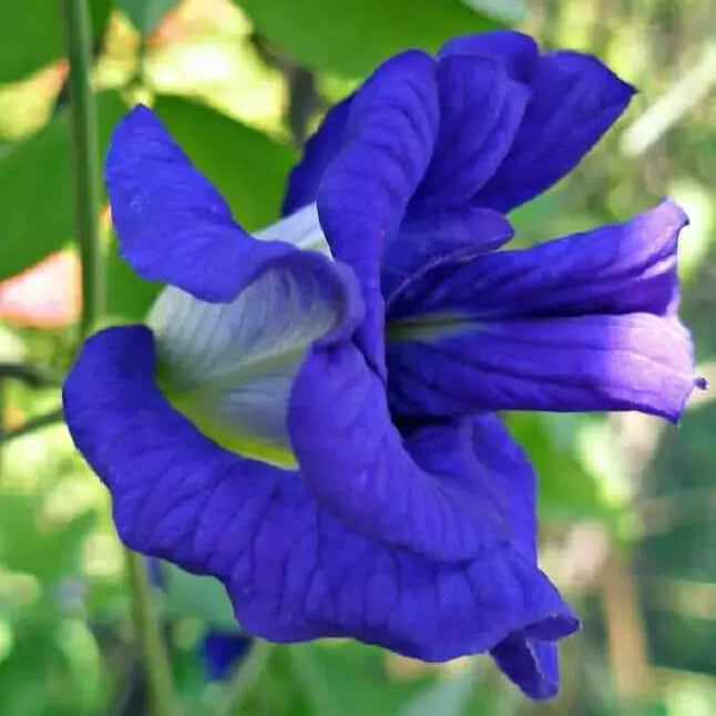 Clitoria Ternatea Butterfly Pea Seeds - Heirloom Flower Garden Seeds for Growing
