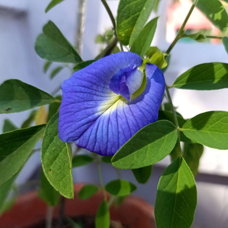 Clitoria Ternatea Butterfly Pea Seeds - Heirloom Flower Garden Seeds for Growing