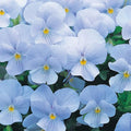 Cloudless Sky Blue Pansy Seeds - Heirloom Flower Garden Seeds for Growing