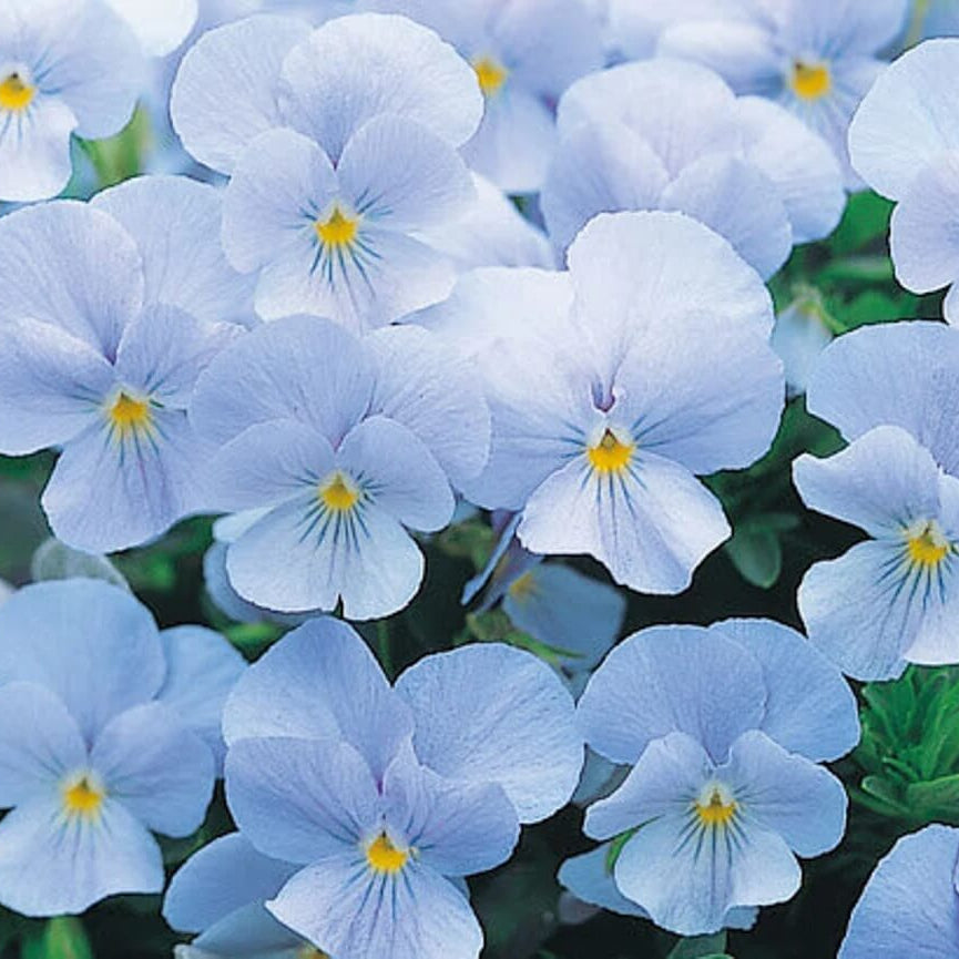 Cloudless Sky Blue Pansy Seeds - Heirloom Flower Garden Seeds for Growing