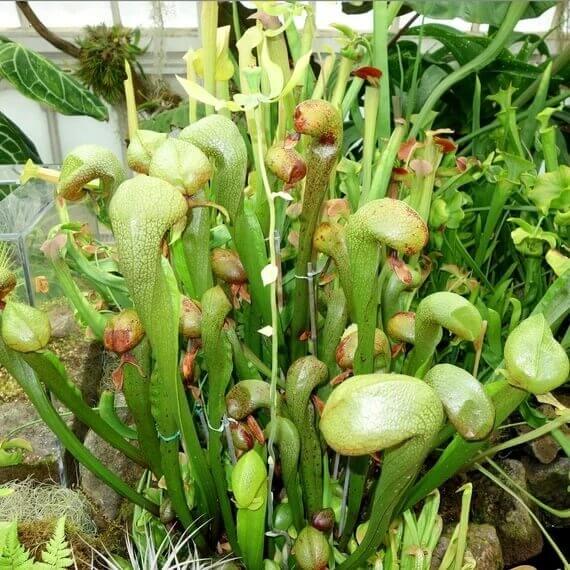 Cobra Plant Seeds