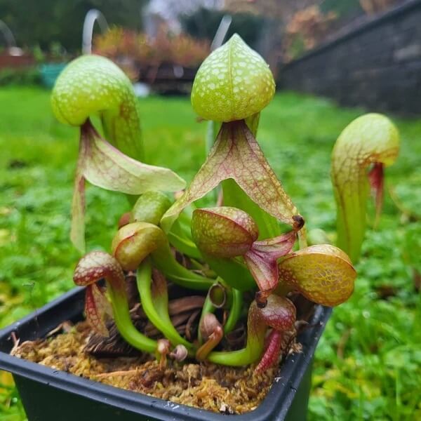Cobra Plant Seeds