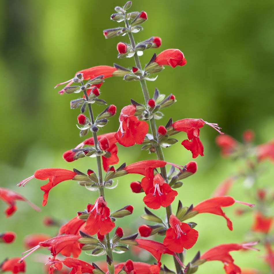 Coccinea Salvia Seeds  - Heirloom Flower Garden Seeds for Growing
