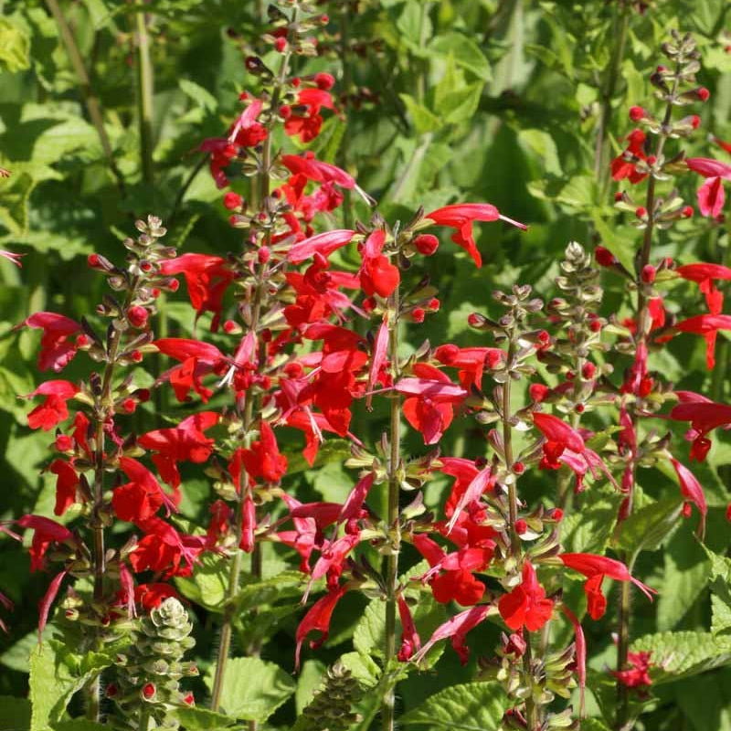 Coccinea Salvia Seeds  - Heirloom Flower Garden Seeds for Growing