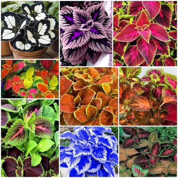 Coleus Seeds - All In One For Home Gardens