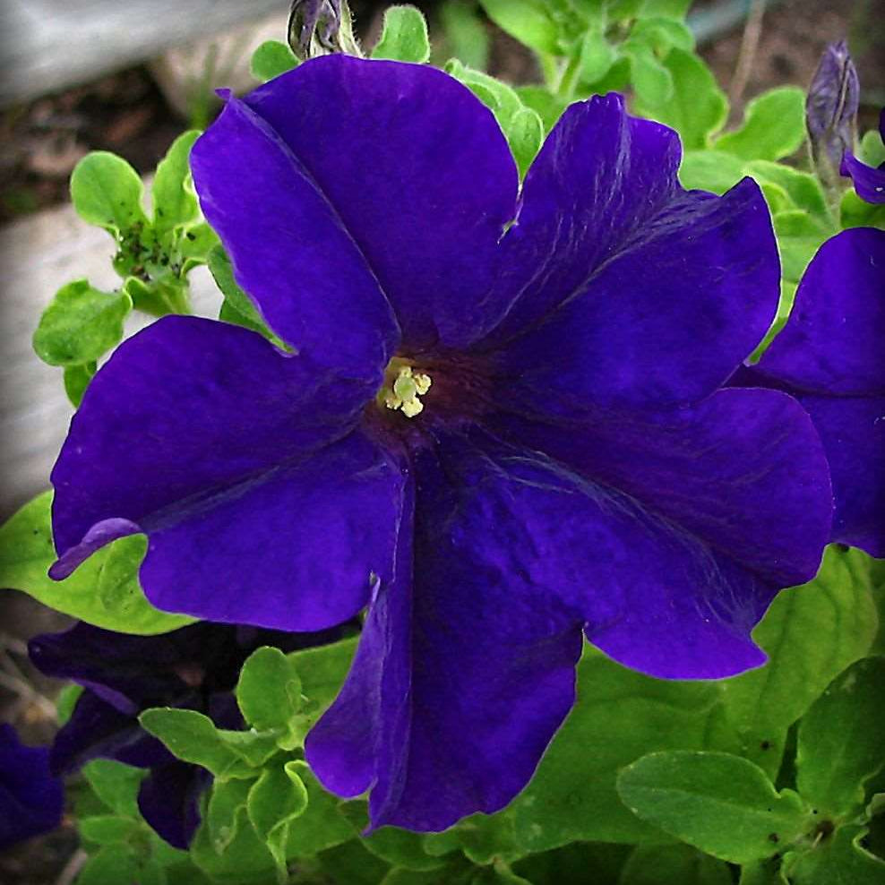 Color Blue Petunia Seeds - Heirloom Flower Garden Seeds for Growing
