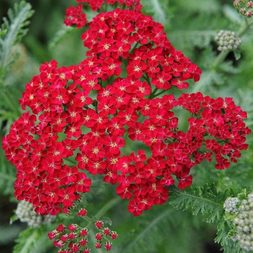Colorado Red Yarrow Seeds - Heirloom Flower Garden Seeds for Growing