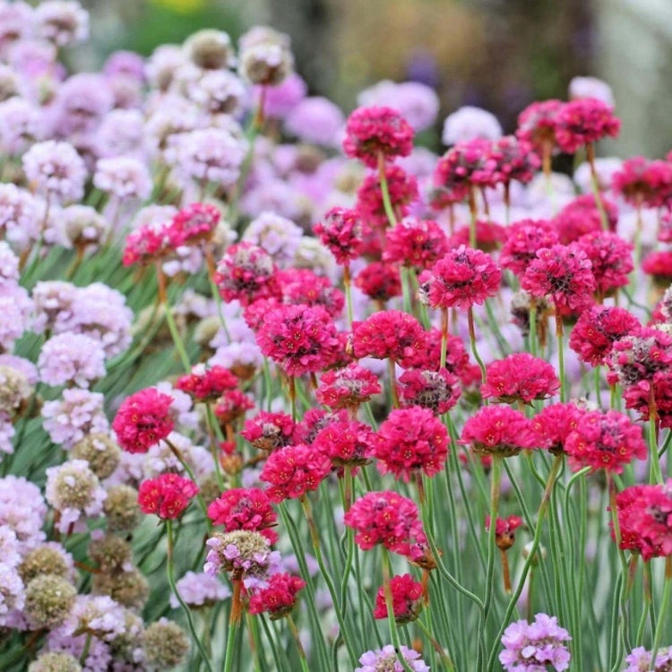 Colorful Blooms Mix Armeria Seeds - Heirloom Flower Garden Seeds for Growing