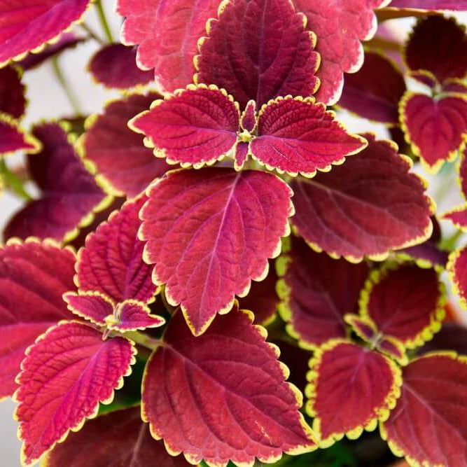 Colorful Coleus Seeds - Heirloom Flower Garden Seeds for Growing
