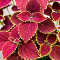 Colorful Coleus Seeds - Heirloom Flower Garden Seeds for Growing