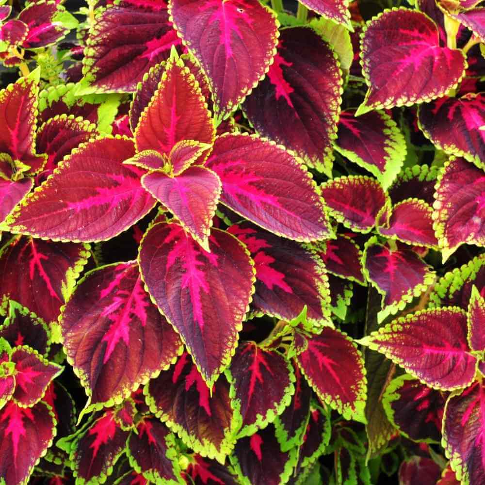 Colorful Coleus Seeds - Heirloom Flower Garden Seeds for Growing