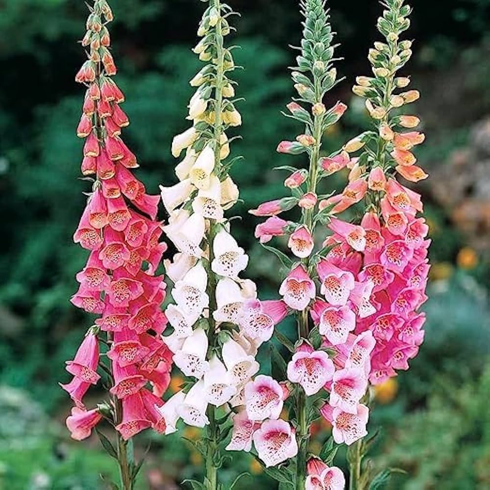 Colorful Foxglove Seeds - Heirloom Flower Garden Seeds for Growing