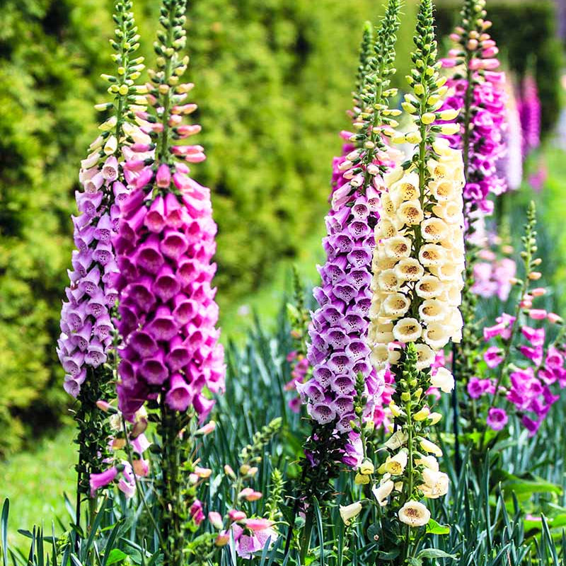 Colorful Foxglove Seeds - Heirloom Flower Garden Seeds for Growing