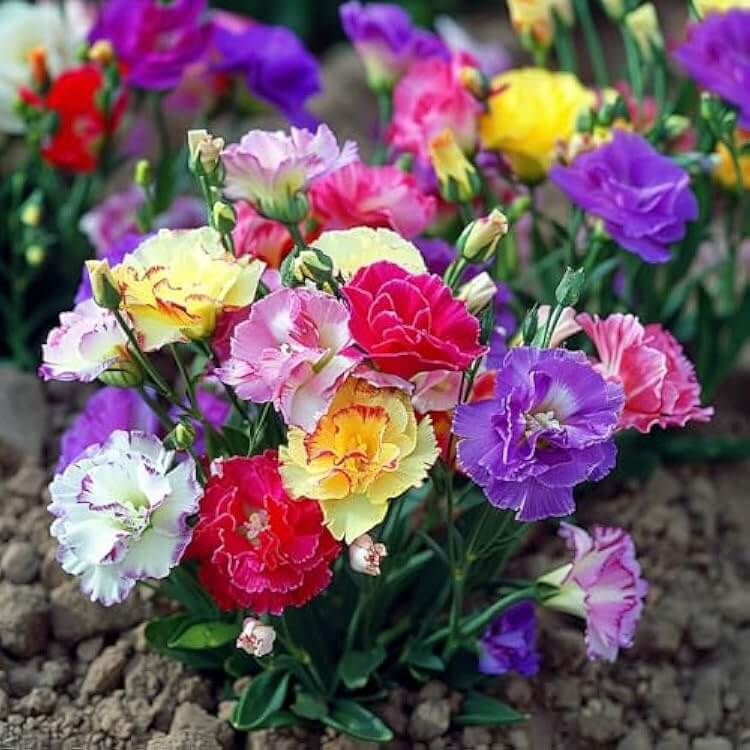 Colorful Mix Lisianthus Seeds - Heirloom Flower Garden Seeds for Growing