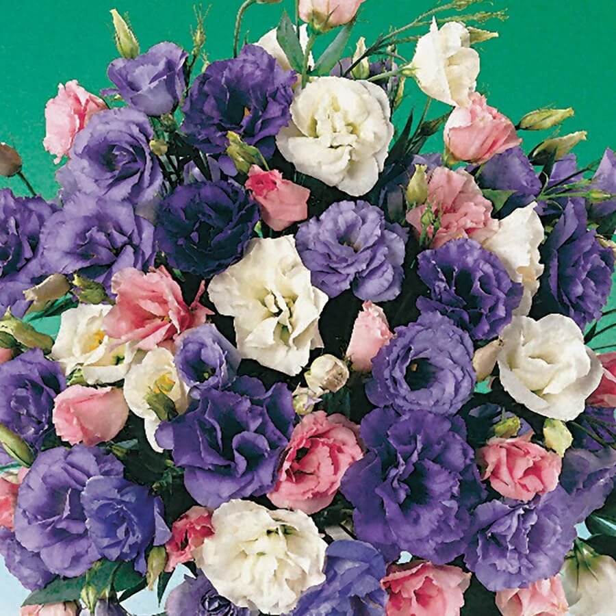 Colorful Mix Lisianthus Seeds - Heirloom Flower Garden Seeds for Growing