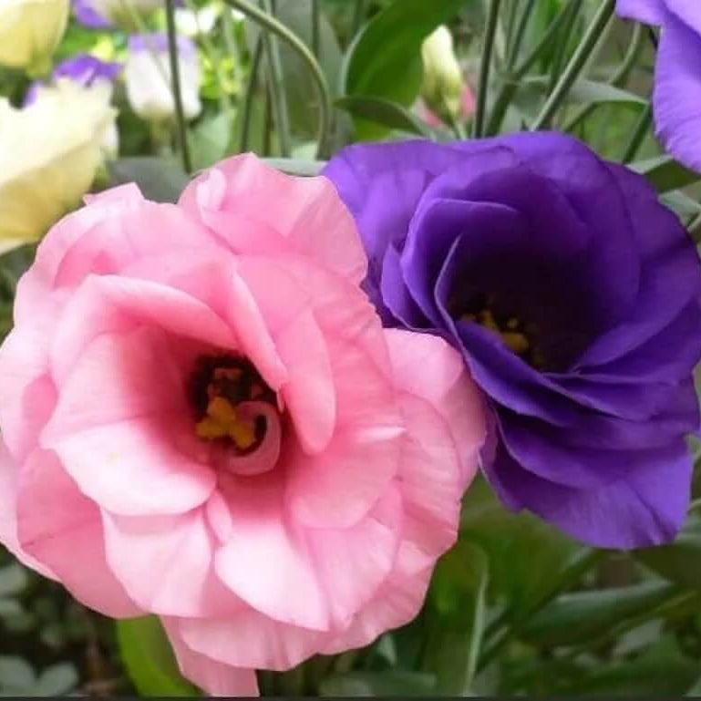 Colorful Mix Lisianthus Seeds - Heirloom Flower Garden Seeds for Growing