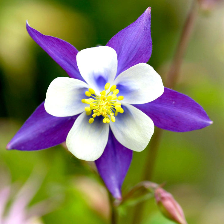 Columbine Aquilegia  Seeds - Heirloom Flower Garden Seeds for Growing
