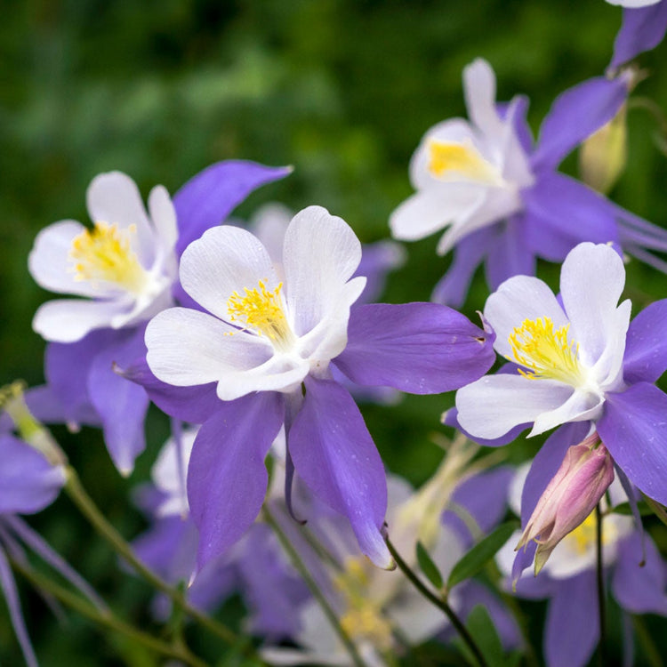 Columbine Aquilegia  Seeds - Heirloom Flower Garden Seeds for Growing