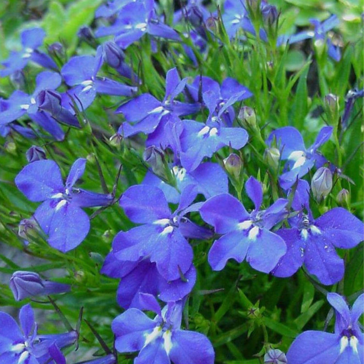 Compact Lobelia Seeds  - Heirloom Flower Garden Seeds for Growing