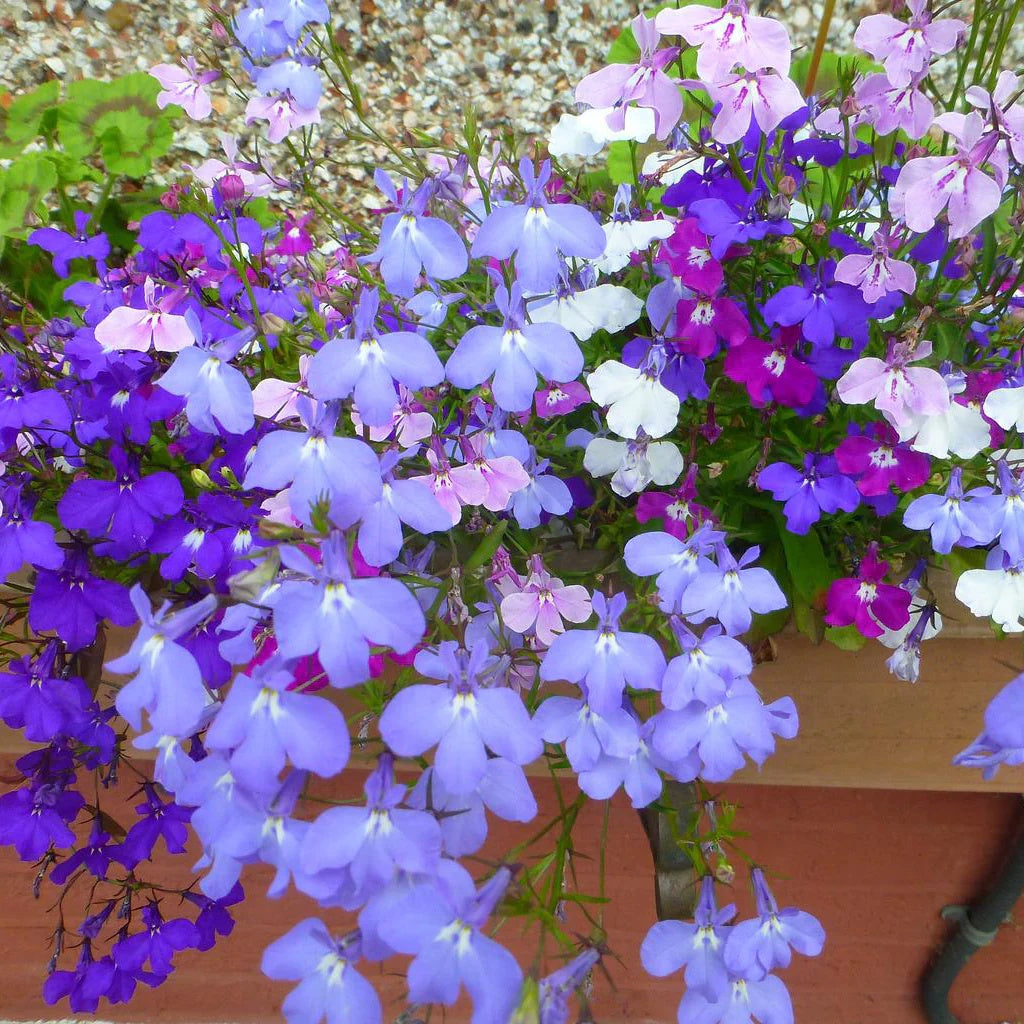 Compact Lobelia Seeds  - Heirloom Flower Garden Seeds for Growing