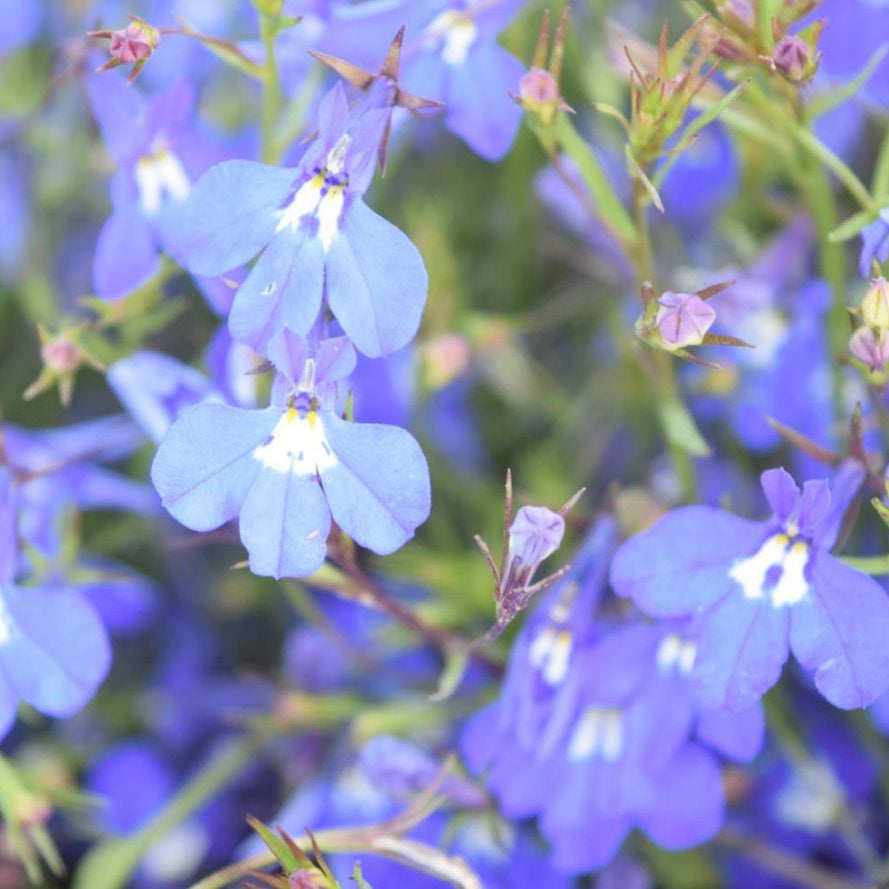 Compact Lobelia Seeds  - Heirloom Flower Garden Seeds for Growing