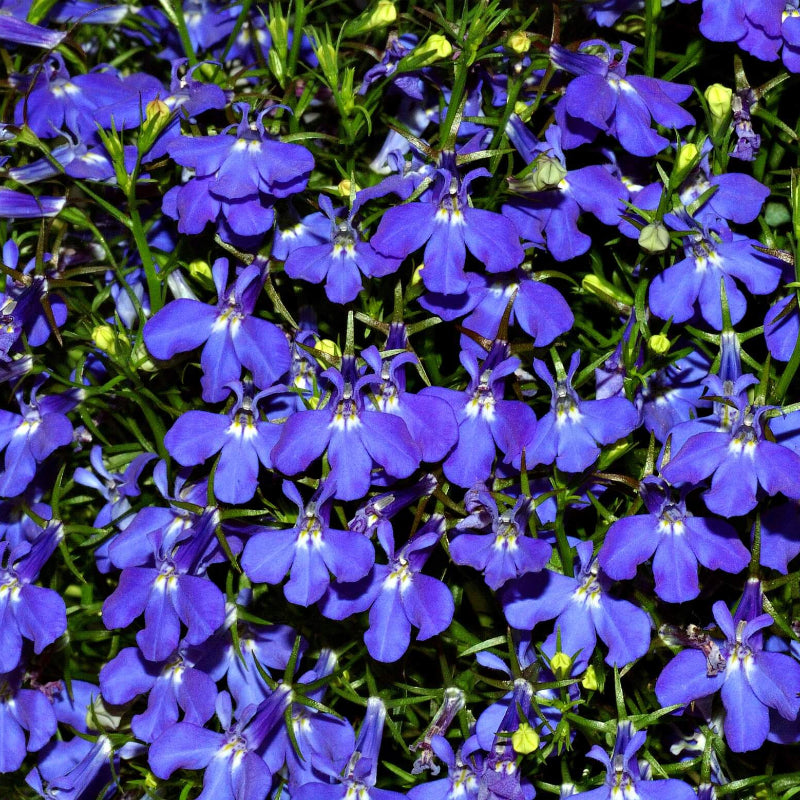Compact Lobelia Seeds  - Heirloom Flower Garden Seeds for Growing