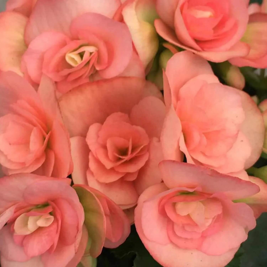 Compact Pink Rieger Begonia Seeds - Heirloom Flower Garden Seeds for Growing
