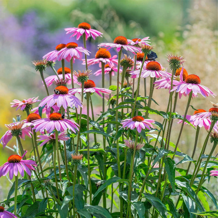 Coneflower Echinacea Seeds - Heirloom Flower Garden Seeds for Growing