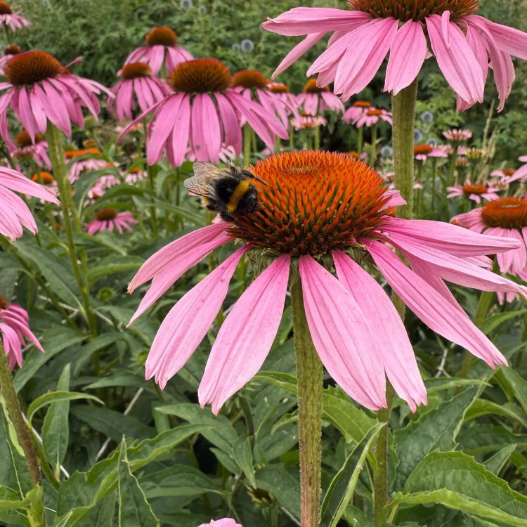 Coneflower Seeds - Heirloom Flower Garden Seeds for Growing