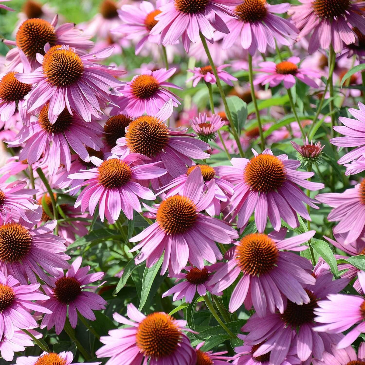 Coneflower Seeds - Heirloom Flower Garden Seeds for Growing