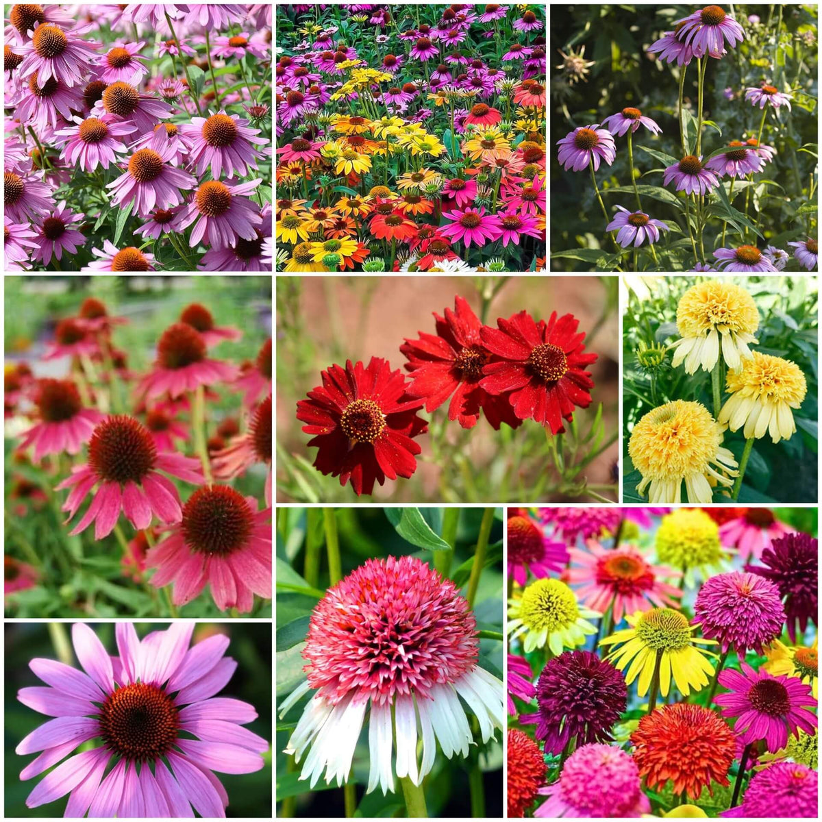 Coneflower Seeds - Mixed Garden Seeds for Growing