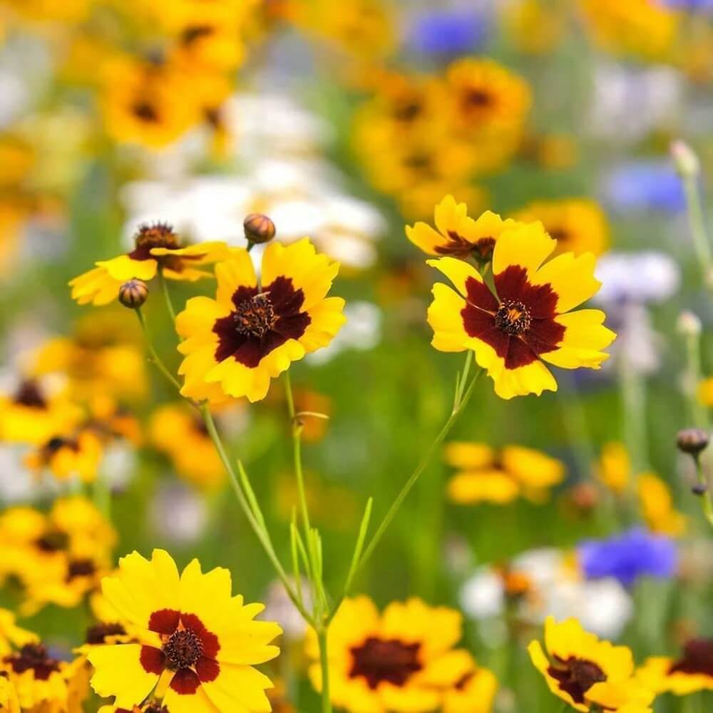 Coreopsis Seeds - Heirloom Flower Garden Seeds for Growing