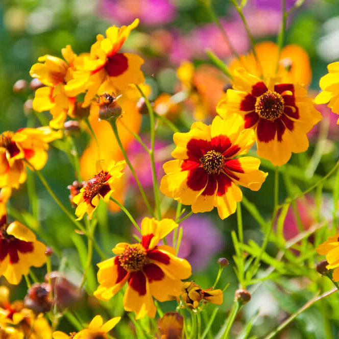 Coreopsis Seeds - Heirloom Flower Garden Seeds for Growing