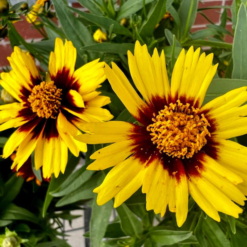 Coreopsis Seeds - Heirloom Flower Garden Seeds for Growing