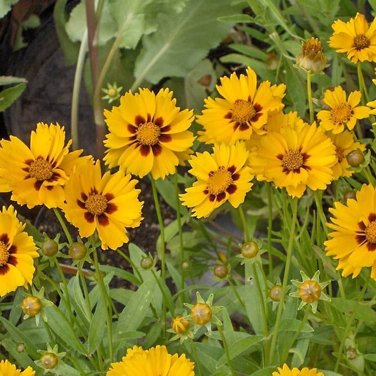 Coreopsis Seeds - Heirloom Flower Garden Seeds for Growing