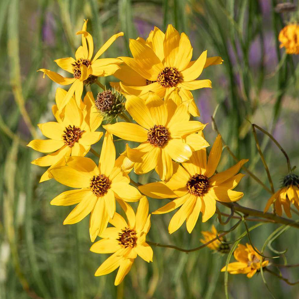 Coreopsis Seeds - Heirloom Flower Garden Seeds for Growing