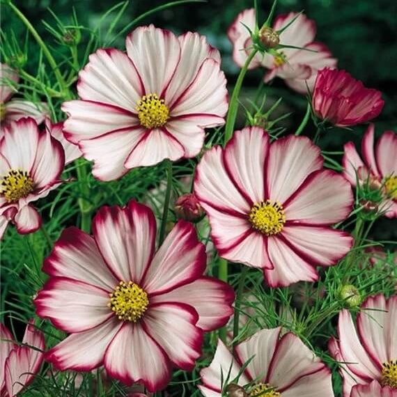 Cosmos Seeds - Mixed Garden Seeds for Growing