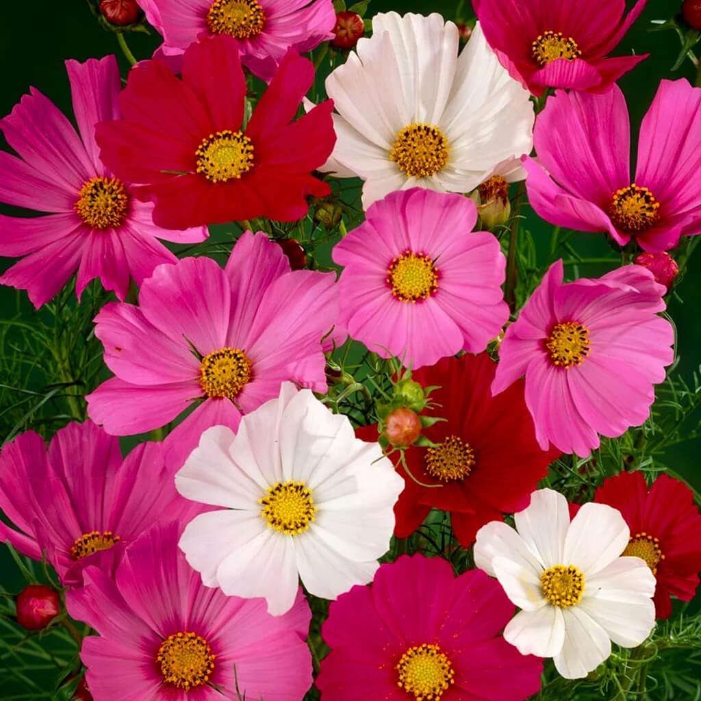 Cosmos Seeds - Mixed Garden Seeds for Growing