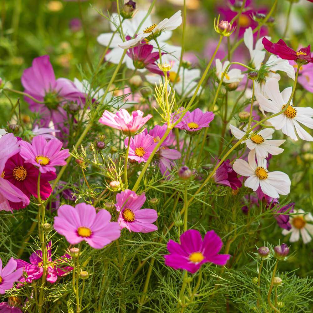 Cosmos Seeds - Mixed Garden Seeds for Growing