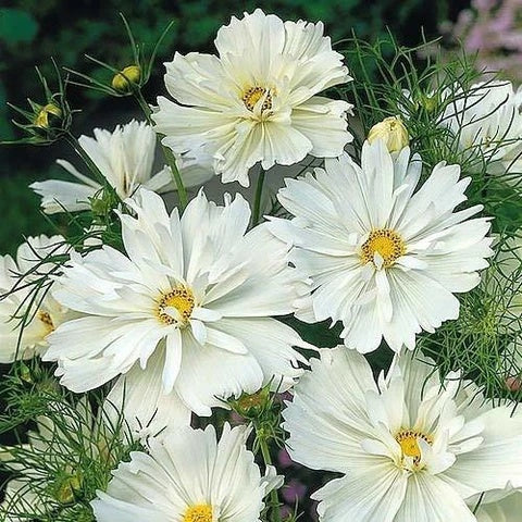 White Cosmos Seeds - Heirloom Flower Garden Seeds for Growing