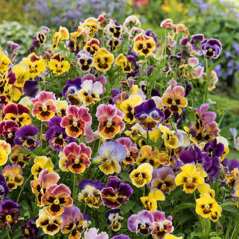 Cottage Essential Pansy Seeds - Heirloom Flower Garden Seeds for Growing