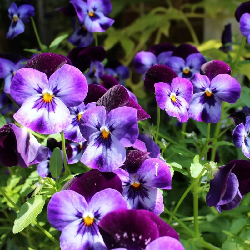 Cottage Essential Pansy Seeds - Heirloom Flower Garden Seeds for Growing