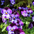Cottage Essential Pansy Seeds - Heirloom Flower Garden Seeds for Growing
