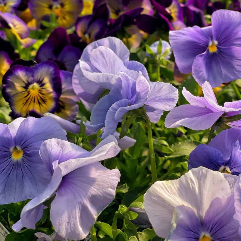 Cottage Essential Pansy Seeds - Heirloom Flower Garden Seeds for Growing