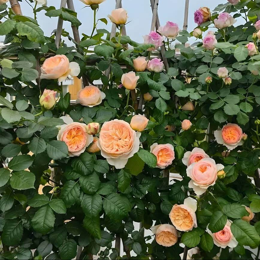 Cream Climbing Rosa spp. Seeds - Heirloom Flower Garden Seeds for Growing
