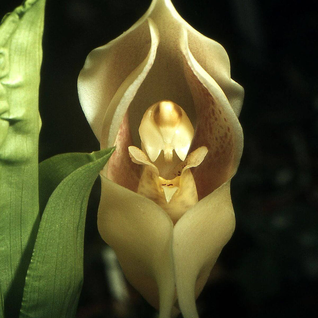 Cream Eggs Baby Orchid Seeds -  Heirloom Flower Garden Seeds for Growing