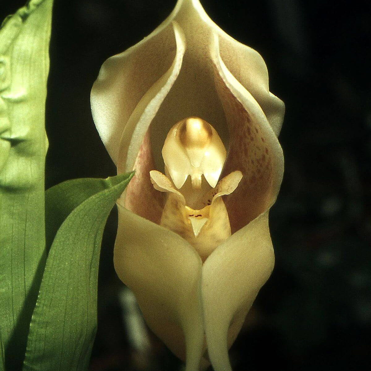 Cream Eggs Baby Orchid Seeds -  Heirloom Flower Garden Seeds for Growing